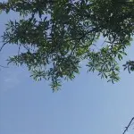独霸怡红Y