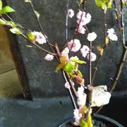 梅.霜