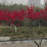 灰~~太狼
