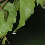 存在哥归来