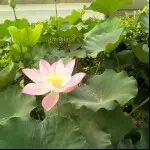 ✟☜青哥☞✟