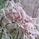 放肆的风