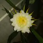 狼君-