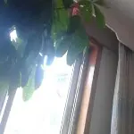 唱往往