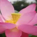 ❤游子❤。