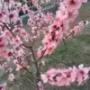 风过水无痕*2