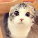 额额无语