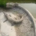 微信，从小跑的就快