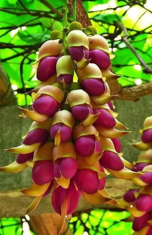 ♥╭侯爵团幸福♥╭的主播照片
