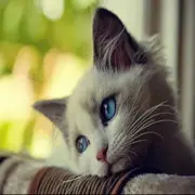梅子花