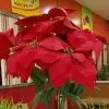 ╭一念念念ヽ念的肝肠