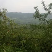 路边一粿小石子