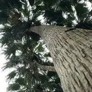 天使永恒的守护神