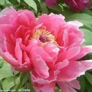 ♪♪花開☀富贵♪♪