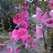 快樂@今生