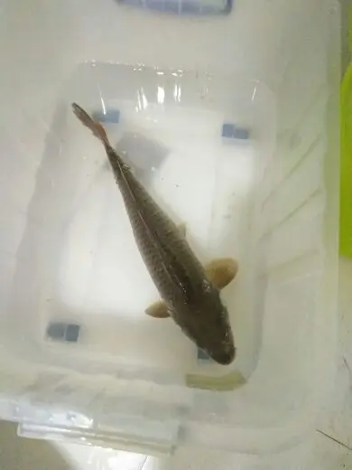 钓鱼去...的主播照片