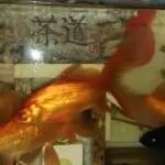 土狼狼群