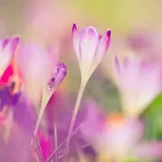 雨嫣pi