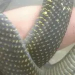 _鸡公三