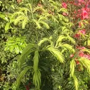 欧阳泥鳅粉