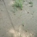 茶哥（