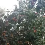 西点主编