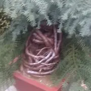 回忆的回忆O