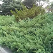 银杏5