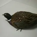 爱我所爱别无所求