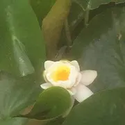 Lucir$始于足下