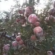 苹果的想念