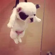 张小瞎