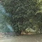 男爵的天下