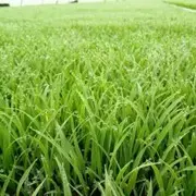 AA水稻高产营养套肥