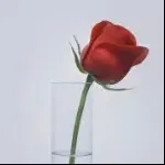 霸王uu