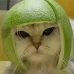 👊谁与争锋👊