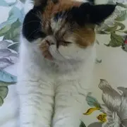 诚实f9