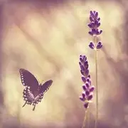 💗素👫颜💗