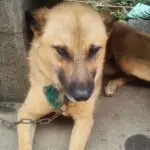 MZ🐗战🐺狼貮