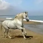 大王ce