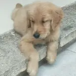 ょ幸福う