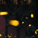 一颗火柴