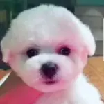 峰哥你不行，只会嘴