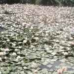 九黎虎卫