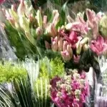 云南阿老表