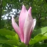 ╰︽❉红叶❉︽╯