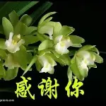 ☂yh☂琴琴