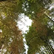 骗子去si