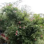 。开心幸福