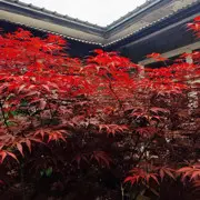 老代哥